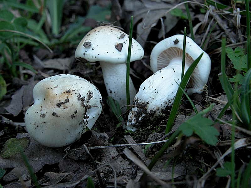 Un Hygrophorus per l''Amico Giovanni